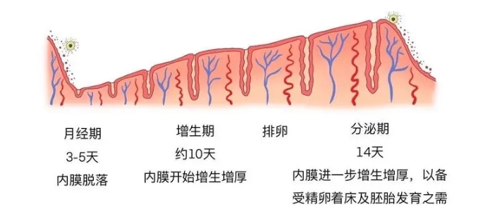 做试管婴儿内膜厚度范围为多少可以移植？试管婴儿内膜过厚过薄有什么影响？