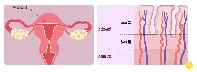 做试管婴儿内膜厚度范围为多少可以移植？试管婴儿内膜过厚过薄有什么影响？