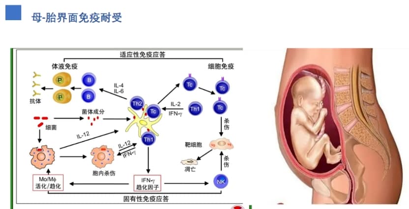 为什么做试管每次移植都不着床？为什么怀孕了之后就会出现生化、胎停？六成的胎停原因都是因为它！