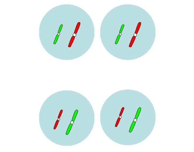 哪些情况会容易引起精卵染色体异常呢？三代试管婴儿胚胎染色体检测技术助力生育健康宝宝