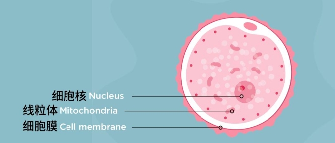 哪些情况会容易引起精卵染色体异常呢？三代试管婴儿胚胎染色体检测技术助力生育健康宝宝