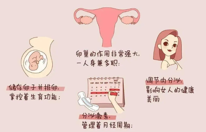 卵巢对女性有多重要？卵巢功能衰退会出现哪些问题？卵巢功能衰退的影响试管婴儿成功率吗？