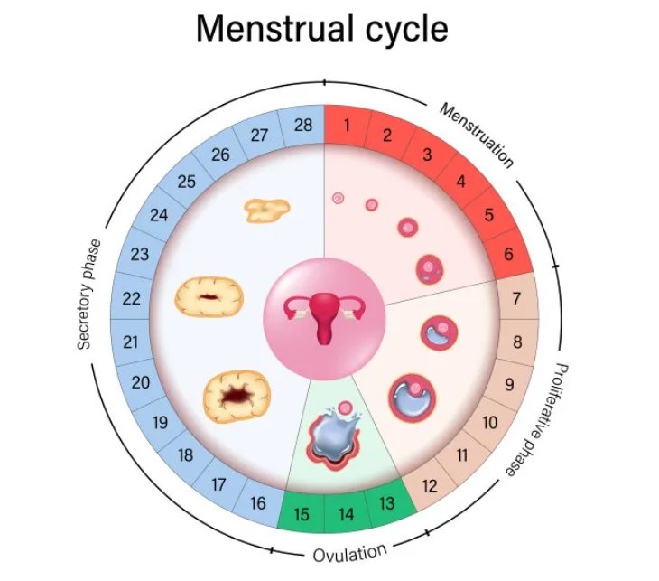 试管婴儿知识科普：月经周期长短与卵巢衰老的关系是什么？解读女性生殖健康与卵子质量的关系