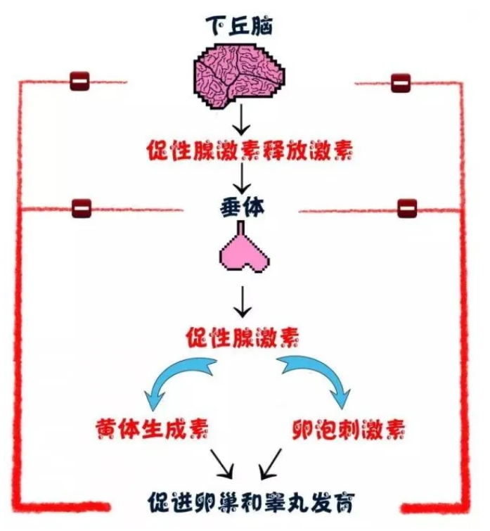 排卵障碍到底是如何发生的？试管婴儿技术如何应对排卵障碍导致的不孕？