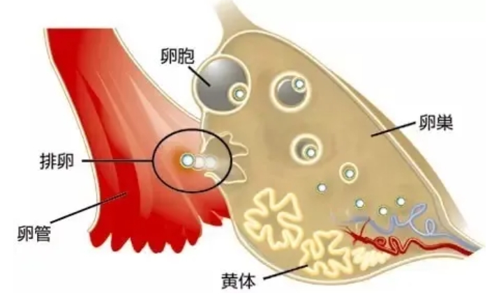 为什么试管婴儿治疗中需要进行黄体酮注射？打黄体酮针后出现局部硬结怎么办？