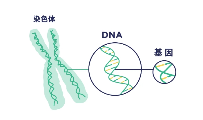 为什么通过三代试管筛查胚胎移植仍移植失败？试管婴儿移植失败需重视胚胎自身与外部因素