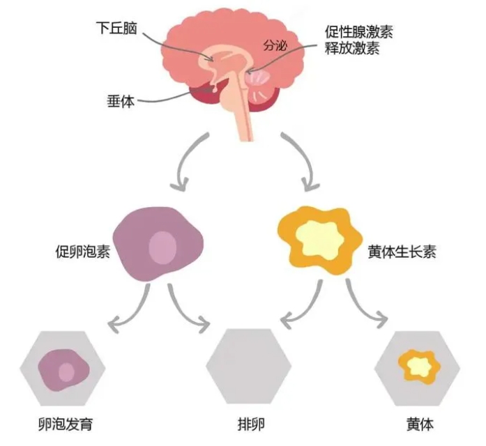 FSH值是什么？试管婴儿中FSH值高怎么办？FSH数值高会影响试管婴儿成功率吗？