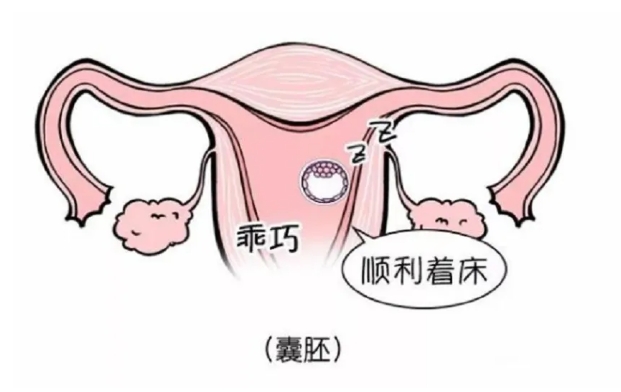 ESHRE揭示最新突破：让试管婴儿胚胎移植率提升65%的药物诞生！