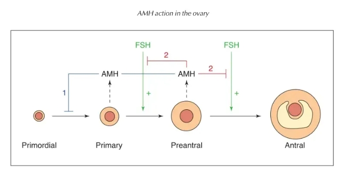 AMH真的能预测试管婴儿成功率？AMH水平与试管婴儿妊娠结局之间存在怎样的关联？