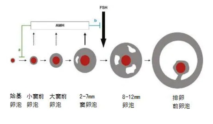 AMH真的能预测试管婴儿成功率？AMH水平与试管婴儿妊娠结局之间存在怎样的关联？