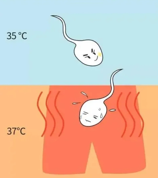 精子活力对试管婴儿的成功率有何影响？不育男性必看：五招改善精子活力提高试管婴儿成功率