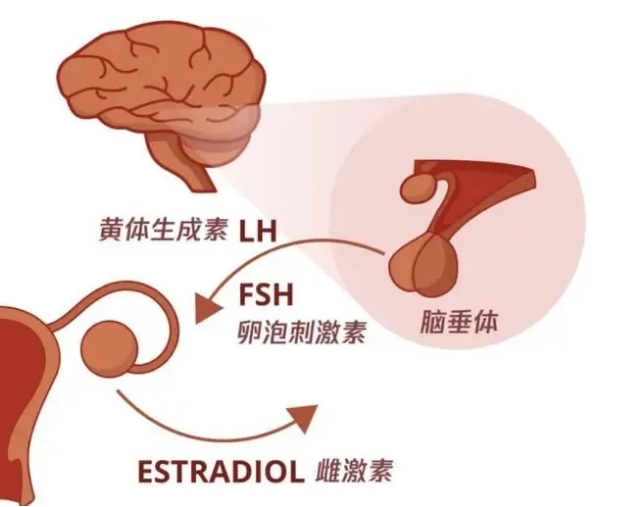 卵子也有“生熟”之分，试管婴儿过程中取出的卵子不成熟怎么办？