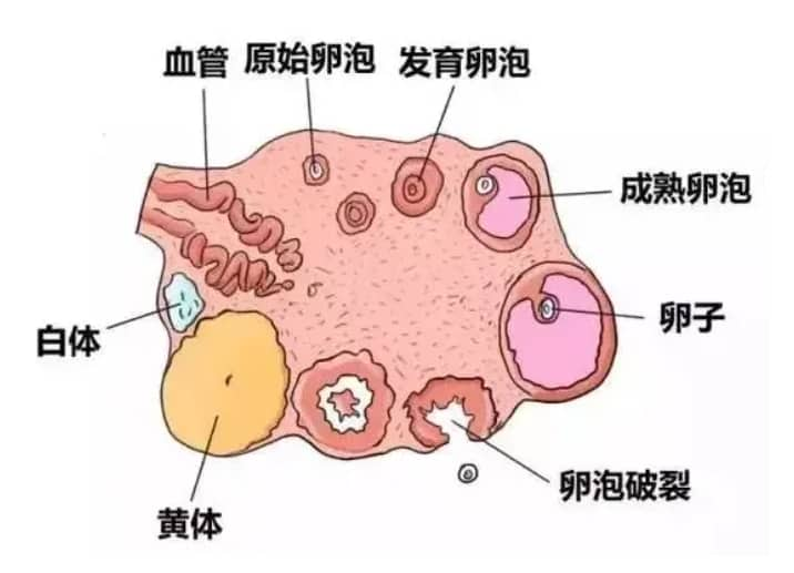 做试管婴儿影响有效取卵的原因有哪些？5个方法轻松提升获卵数，助力试管婴儿好孕连连！