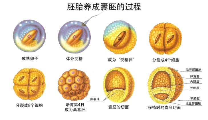 什么是鲜胚和冻胚移植？哪些情况下不能鲜胚移植？想要鲜胚移植什么医生却说不可以？