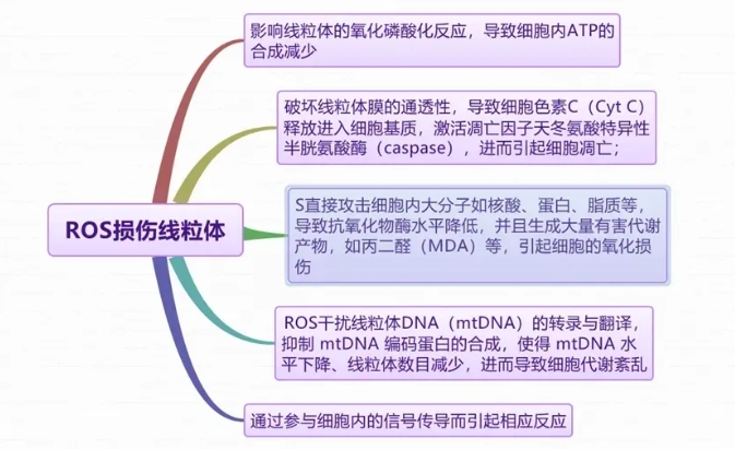 试管婴儿过程中抗氧化剂的作用是什么？如何改善卵泡液氧化应激状态？