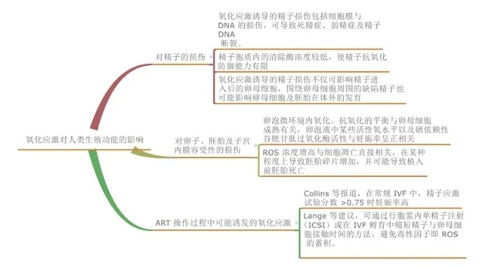 试管婴儿过程中抗氧化剂的作用是什么？如何改善卵泡液氧化应激状态？