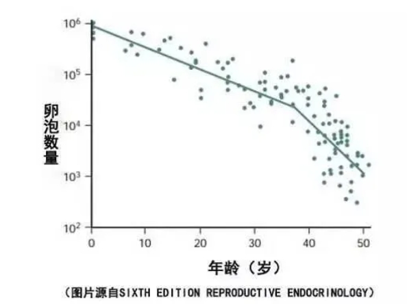 女性最佳生育年龄是什么时候？女性卵子数量与最佳生育年龄有什么关系？