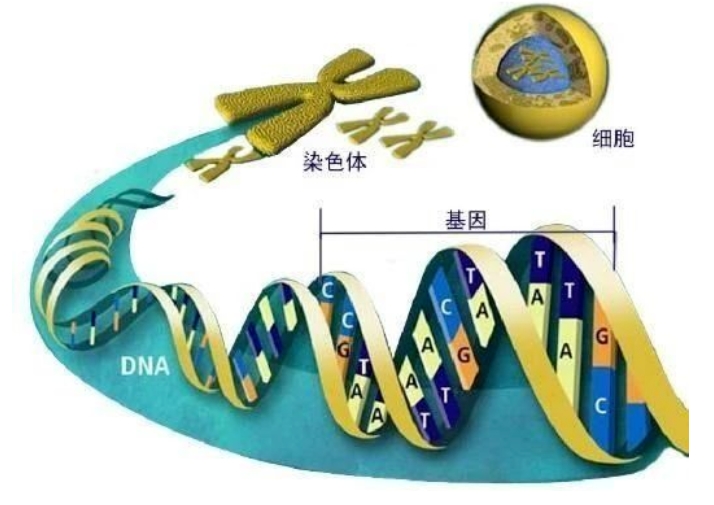 试管婴儿技术能否帮助早发性卵巢功能不全的患者实现生育梦想？卵巢早衰并非偶然，这些遗传因素可能早已注定！