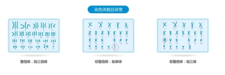 试管婴儿技术能否帮助早发性卵巢功能不全的患者实现生育梦想？卵巢早衰并非偶然，这些遗传因素可能早已注定！