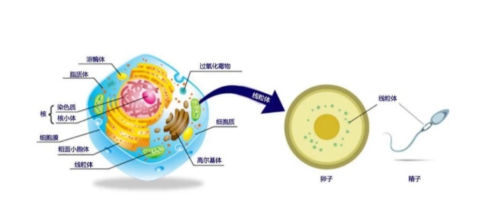 试管婴儿技术能否帮助早发性卵巢功能不全的患者实现生育梦想？卵巢早衰并非偶然，这些遗传因素可能早已注定！