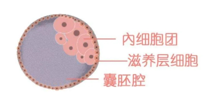 试管婴儿胚胎是如何评级的？试管婴儿胚胎评级低还有移植的必要吗？