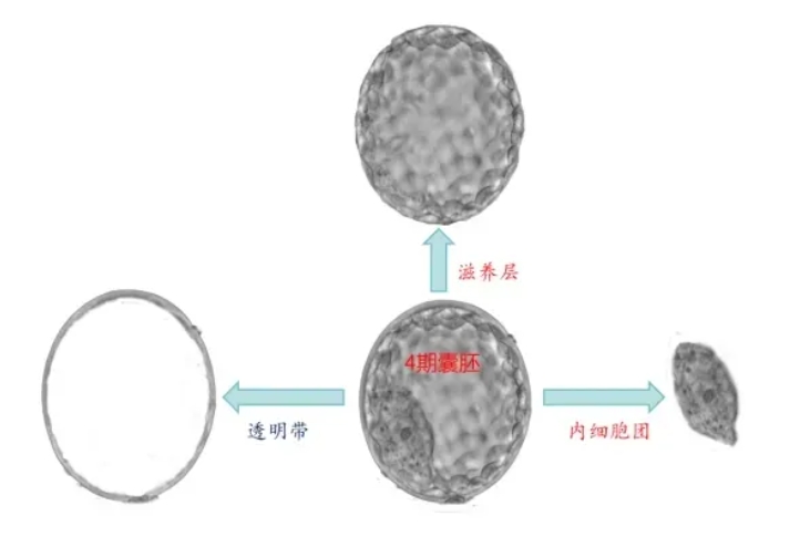 试管婴儿移植前如何科学评估囊胚质量？胚胎质量好不好，看这三个指标就知道！