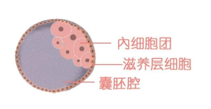 试管婴儿移植前如何科学评估囊胚质量？胚胎质量好不好，看这三个指标就知道！