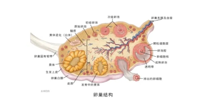 黄体功能不全的原因是什么？黄体与怀孕有什么关系？黄体功能不全对试管婴儿成功率有何影响？