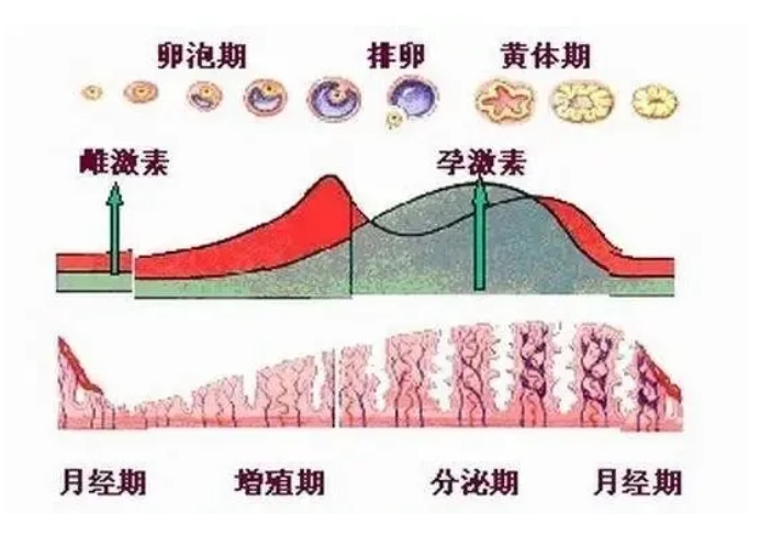 黄体功能不全的原因是什么？黄体与怀孕有什么关系？黄体功能不全对试管婴儿成功率有何影响？