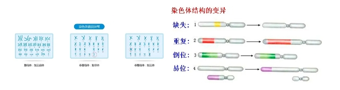 试管婴儿孕早期HCG翻倍不佳的原因有哪些？如何应对试管婴儿孕早期HCG翻倍不佳的问题？