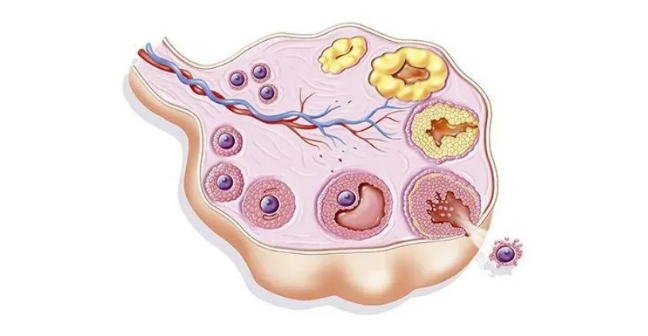 卵泡发育不好是什么意思？什么的卵泡才是好卵泡？如何判断自己的卵泡好不好？