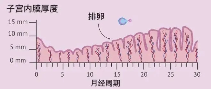 冻胚为什么需要准备内膜后再移植？影响FET妊娠率的关键因素有哪些？