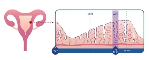 试管婴儿移植前要做哪些检查呢？试管婴儿移植前做好这项检查，活产率可提升3倍！