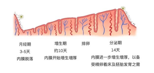 试管婴儿过程中子宫内膜容受性为何至关重要？如何通过超声检查评估试管婴儿子宫内膜容受性？