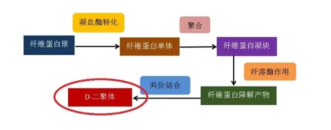 什么是D-二聚体？试管婴儿治疗中D-二聚体浓度与妊娠成功率有何关联？