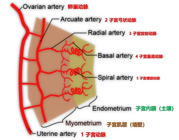 什么是子宫动脉血流？试管婴儿失败与子宫动脉血流有何关联？影响子宫内膜血流的因素及改善方法是什么？