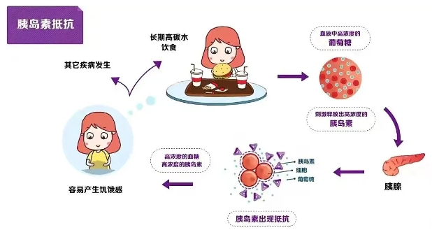 试管婴儿过程中胰岛素抵抗如何影响成功率？如何通过调节胰岛素抵抗提高试管婴儿胚胎质量？