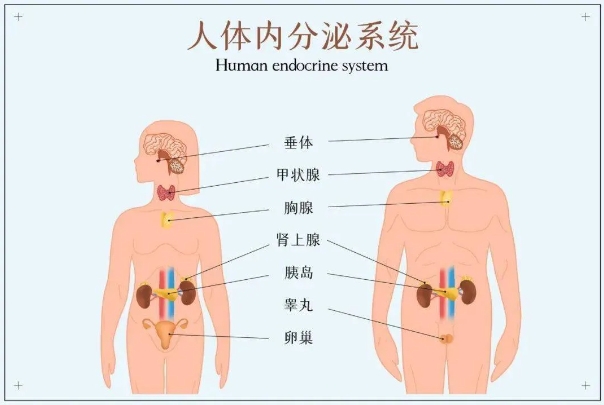 试管婴儿过程中胰岛素抵抗如何影响成功率？如何通过调节胰岛素抵抗提高试管婴儿胚胎质量？