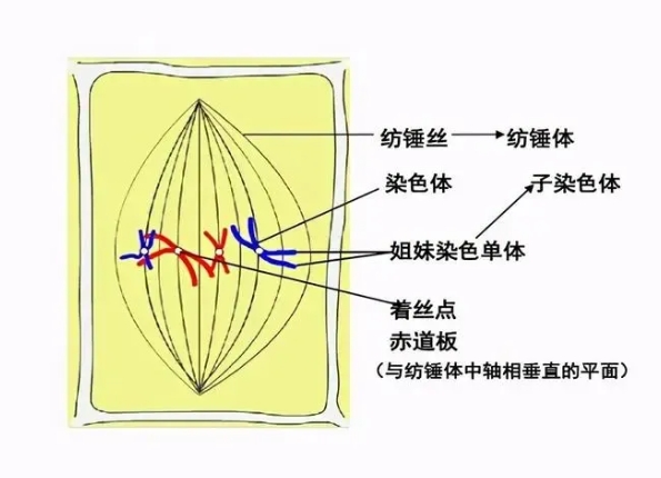 试管婴儿过程中胰岛素抵抗如何影响成功率？如何通过调节胰岛素抵抗提高试管婴儿胚胎质量？