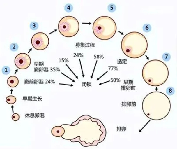 试管婴儿过程中胰岛素抵抗如何影响成功率？如何通过调节胰岛素抵抗提高试管婴儿胚胎质量？