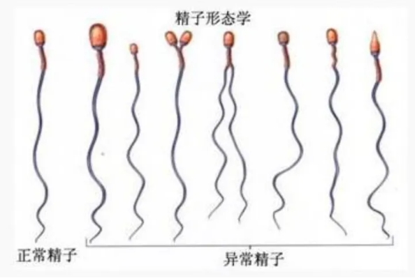 为什么越来越多的人怀不上？试管婴儿技术能否帮助因年龄大而难以怀孕的女性？