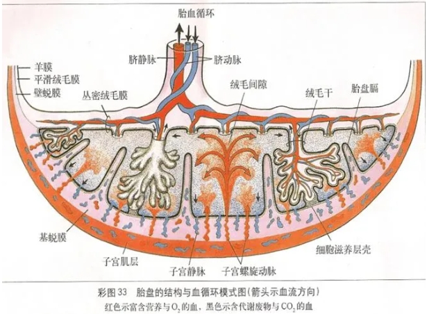 试管婴儿技术中反复移植失败的主要原因是什么？如何解决试管婴儿过程中的免疫因素导致的反复着床失败？