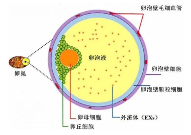 试管婴儿技术中卵泡液的作用是什么？如何通过卵泡液提高试管婴儿的成功率？