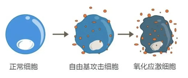 试管婴儿技术中卵泡液的作用是什么？如何通过卵泡液提高试管婴儿的成功率？