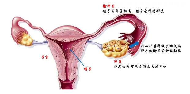 多囊卵巢综合征的诊断标准是什么？多囊卵巢综合征患者如何提高怀孕几率？