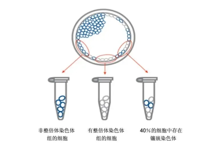 试管婴儿技术能否解决子宫内膜老化导致的生育难题？试管婴儿过程中如何应对子宫内膜老化带来的挑战？