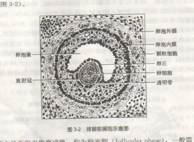 试管婴儿技术如何帮助高龄女性提高卵子质量？高龄女性在进行试管婴儿治疗时面临哪些卵子质量的挑战？