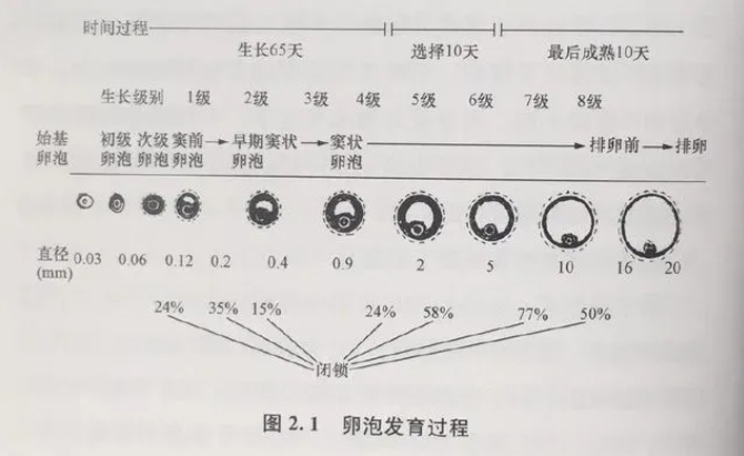 试管婴儿技术如何帮助高龄女性提高卵子质量？高龄女性在进行试管婴儿治疗时面临哪些卵子质量的挑战？