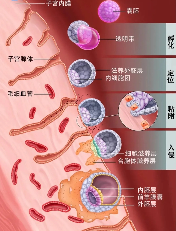 试管婴儿技术中胚胎植入的三个关键阶段是什么？如何通过改善胚胎活力来提高试管婴儿的成功率？