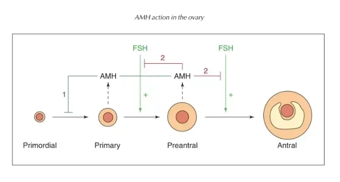 AMH值是什么？它与女性生育力有何关系？ 提高AMH值的两个主要方向是什么？